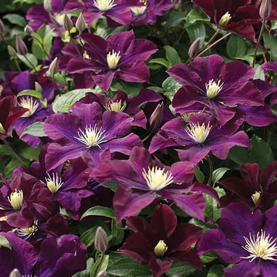 Clematis Warszawska Nike Bosrank - Klimplant - 50-60 cm in pot - Opvallende donkerrode bloemen