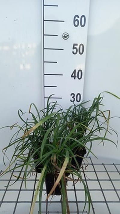 6x Leliegras - Liriope spicata | 9x9 cm pot