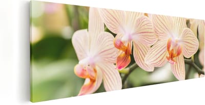 Artaza Canvas Schilderij Bloemen - 60x20 cm - Muurdecoratie Orchidee - Wanddecoratie Botanisch - Kamer Accessoires
