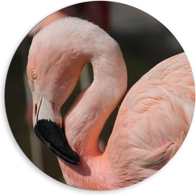 Dibond Wandcirkel - Flamingo met Gebogen Nek - 80x80cm Foto op Aluminium Wandcirkel (met ophangsysteem)