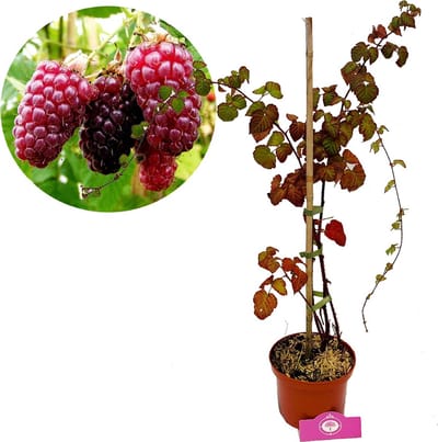 Rubus fruticosus x idaeus 'Tayberry' kruising framboos/braam, braamboos, 2 liter pot