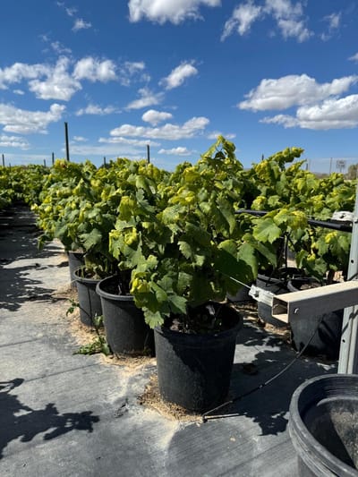 Sunny Tree - Vitis Vinifera Moscatel de Alejandría - Wijnstok - Winterharde druivenboom - 50 cm
