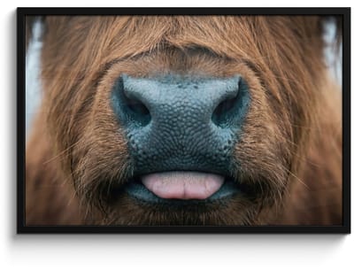 Poster in lijst - Fotolijst 90x60 cm - Posters - Schotse hooglander - Neus - Bruin - Posterlijst zwart - Decoratie - Wanddecoratie woonkamer - Muurdecoratie slaapkamer