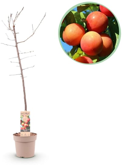 Green boutiQ - Fruitboom - Prunus domestica Victoria - Appelboom - Winterhard - Roze-Oranje Appel - 1 Plant - Pot 21cm - Hoogte 90cm