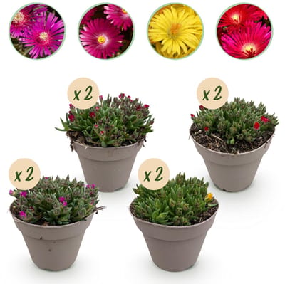 Green boutiQ - Bodembedekker - Winterhard - Delosperma - 8 Planten - Kleuren Rood - Geel - Paars - Roze - Weinig Onderhoud - Pot 14cm Hoogte 17cm