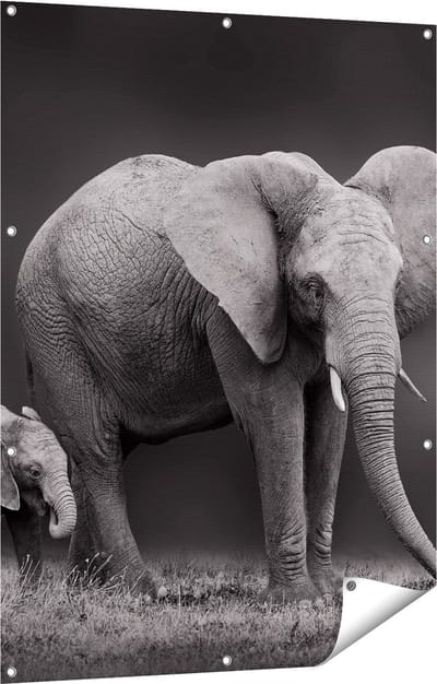 Gards Tuinposter Olifant Moeder en Zoon - Zwart Wit - 90x120 cm - Tuindoek - Tuindecoratie - Wanddecoratie buiten - Tuinschilderij