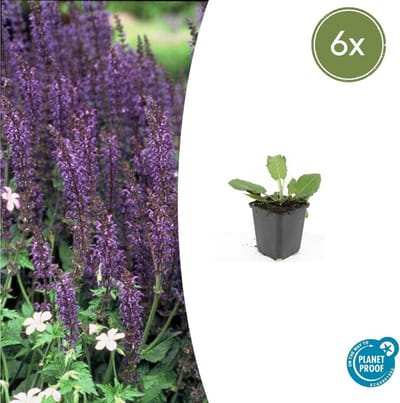 Tuinplantenshop.com | Salvia nem. 'Mainacht' | 6 stuks - Ø9cm - 10-25cm hoog - Tuinplant