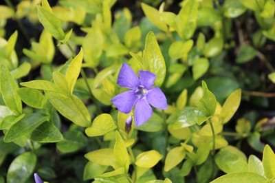 6 x Vinca minor - Maagdenpalm - P9 Pot (9 x 9cm) - Dima Vaste Planten