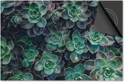Inductie beschermer 60x60 - afdekplaat inductie mat - Dietrix Kookplaat beschermer - Exclusief - Bloemen en Planten - Vetplantjes