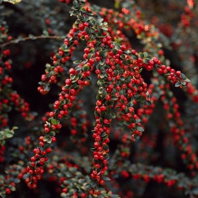 Plants Online BV - Planten - Tuinplanten - Heesters - Set van 1 - Cotoneaster horizontalis