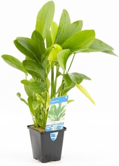 Aquafleur Echinodorus mix | Waterweegbree | in 5CM pot P5 Pot
