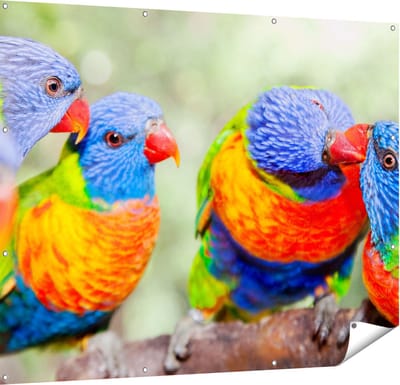 Gards Tuinposter Vier Regenboog Lori Vogels op een Tak - 150x120 cm - Tuindoek - Tuindecoratie - Wanddecoratie buiten - Tuinschilderij