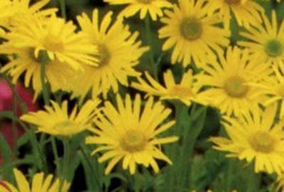 6x Voorjaarszonnebloem - Doronicum ou. Magnificum' | 9x9 cm pot