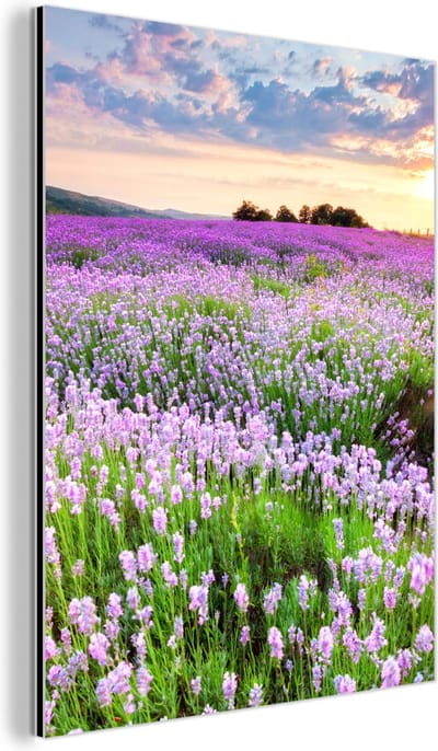Aluminium schilderij 60x80 cm - Wanddecoratie metaal - Lavendel - Bloemen - Zonsondergang - Paars - Weide - Metalen muurdecoratie woonkamer - Decoratie industrieel - Foto op dibond - Industriële accessoires slaapkamer