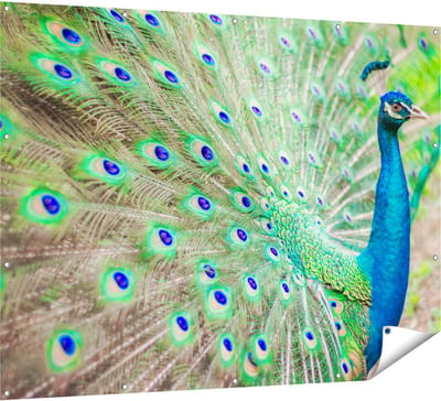 Gards Tuinposter Pauw met Kleurrijke Veren - 160x120 cm - Tuindoek - Tuindecoratie - Wanddecoratie buiten - Tuinschilderij