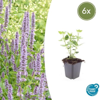 Tuinplantenshop.com | Agastache 'Blue Fortune' | 6 stuks - Ø9cm - 10-25cm hoog - Tuinplant