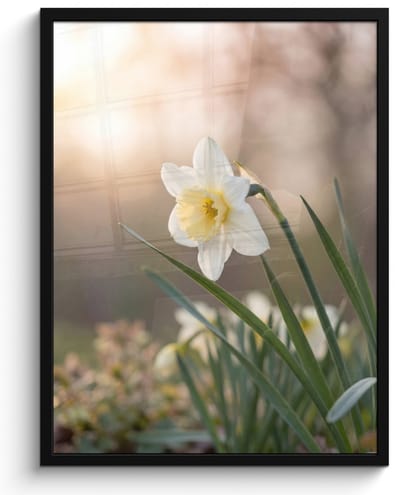 Poster in lijst - Fotolijst 60x80 cm - Posters - Narcis - Bloem - Minimalistisch - Posterlijst zwart - Decoratie - Wanddecoratie woonkamer - Muurdecoratie slaapkamer