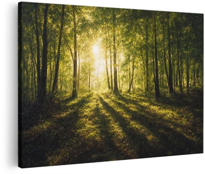 Artaza Canvas Schilderij Bos - Zonlicht Door Bomen - Natuur - 90x60 cm - Wanddecoratie Woonkamer - Schilderijen - Muurdecoratie