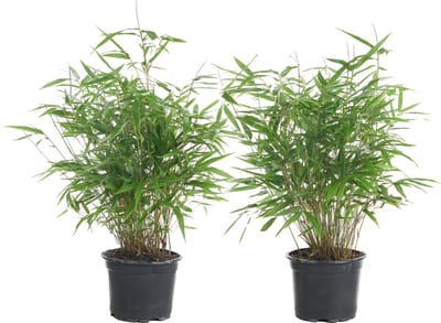 Bloomique - Set van 2 - Fargesia Rufa - Bamboe Plant - Niet woekerend - Winterhard - Groenblijvend - Tuinplanten - Hoogte 40-60 cm - Pot 17 cm
