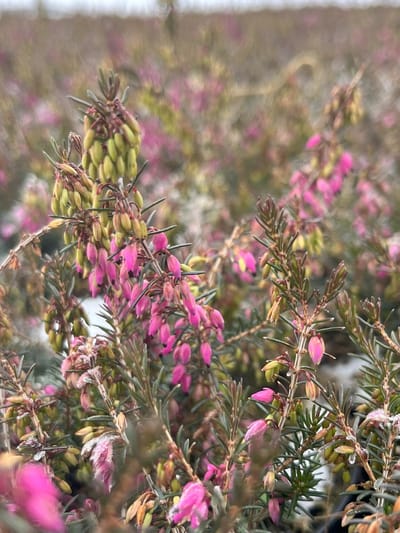Winterheide Roze - 10 Stuks - Erica carnea 'Challenger' - P10.5 - Plant - Tuinplant - Heide