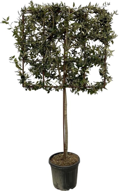 Quercus ilex boom op rek - 225 cm - Ø40cm