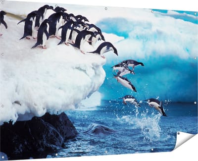 Gards Tuinposter Kudde Pingu�ns Springen vanaf een Rots - 180x120 cm - Tuindoek - Tuindecoratie - Wanddecoratie buiten - Tuinschilderij