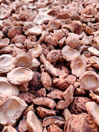 Halve perzikstenen - Nocciolo - 40 liter - Bodembedekker - Alternatief grind - Boomschors - Houtsnippers - Langere levensduur