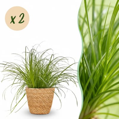 Plantenboetiek.nl | Cyperus alternifolius Zumula - Kattengras - Huisdiervriendelijke Plant - Groen - 2 Planten - met Mand - Ø12cm - 20cm hoog - Kamerplant - Arrangement - Plant met pot