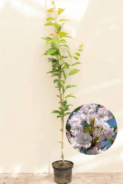 Jonge Zuilvormige Japanse sierkers boom | Prunus serrulata 'Amanogawa' | 100-150cm hoogte
