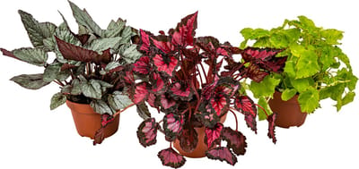 Bloomique - Set van 3 - Begonia Beleaf - Bladbegonia - Kamerplanten - Hoogte 25-35 cm - Pot 12 cm