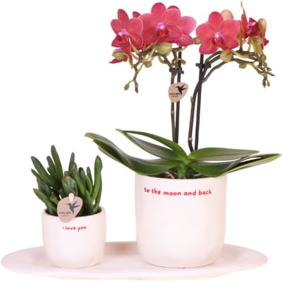 Kolibri Orchids | Gift set 'love you' | Rode Phalaenopsis orchidee Congo met groene plant in Love sierpotten op Cloud plate