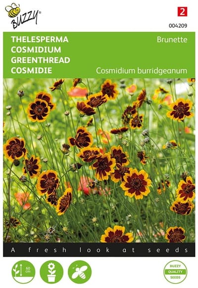 Buzzy, Thelesperma Brunette (Cosmidium)