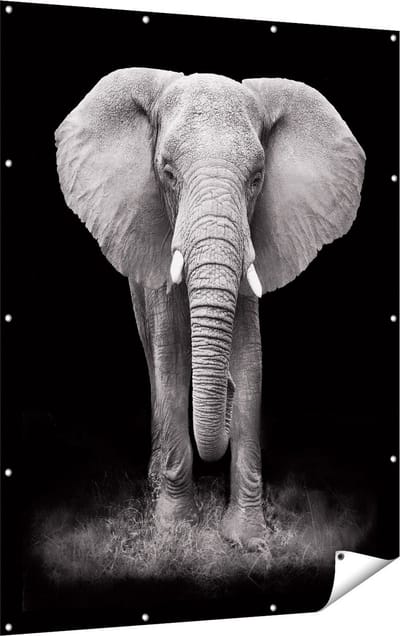 Gards Tuinposter Olifant - Zwart Wit - 120x160 cm - Tuindoek - Tuindecoratie - Wanddecoratie buiten - Tuinschilderij