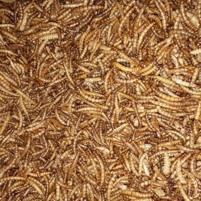Meelwormen - Meelwormen 1000 ml - Kip - Versnaperingen - Andere dieren - Vogelvoer