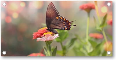 Kleine zwarte satyrium vlinder op een roze bloem - Tuinposter 200x100 - Wanddecoratie - Dieren - Natuur - Bloemen