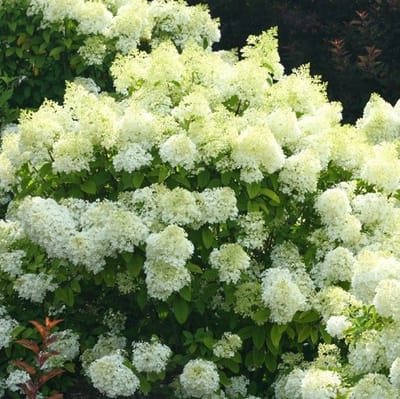 8 x Pluimhortensia Bobo Wit - Winterharde Hortensia Hydrangea paniculata Bobo in C3(liter) pot met hoogte 20-40cm