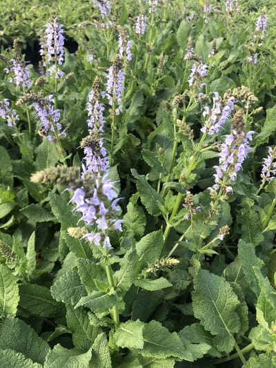 6 x Salvia nemorosa 'Crystal Blue' - Salie - pot 9 x 9 cm