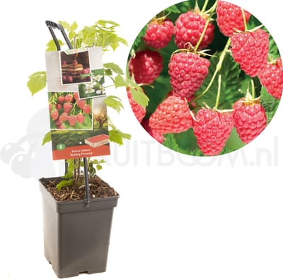 Framboos Rubus Malling Promise - Zomerframboos 18cm