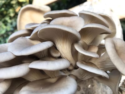 Oesterzwam broed voor grijze oesterzwam 80 gram - Grijze oesterzwam - Spoorloze variant - Kweek paddenstoelen - Zelf paddenstoelen kweken