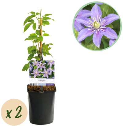 Green boutiQ - Klimplant - Clematis Justa - Bloem Licht Blauw - Weinig onderhoud -2 planten - Pot 11cm Hoogte 40cm