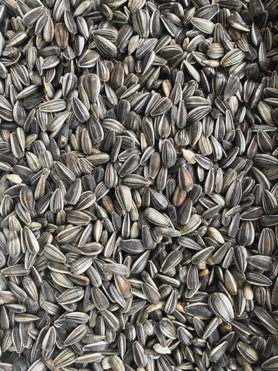Heinrichs Agrar Zonnebloempitten gestreept, vogelvoer, 25 kg