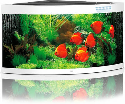 Juwel Aquarium Trigon 350 Led 123x87x65 cm - Aquaria - Wit