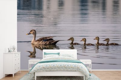 Behang - Fotobehang Eend - Water - Vogel - Bruin - Breedte 360 cm x hoogte 240 cm