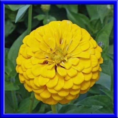 Bloemenzaad - Zomerbloemen Zaden - Tuin Decoratie - Grote Heldere Bloemen - 25 Zaden - Geel