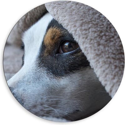 Dibond Wandcirkel - Hond onder Dekentje - 80x80cm Foto op Aluminium Wandcirkel (met ophangsysteem)
