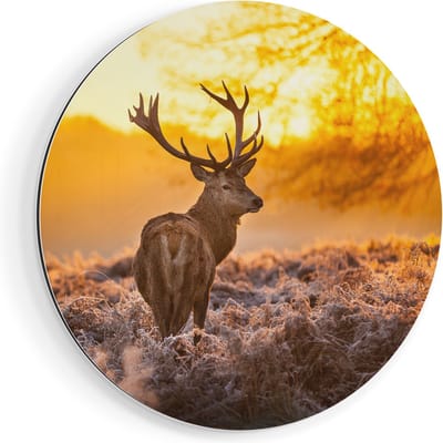 Artaza Dibond Muurcirkel Hert In Bos Tijdens De Zonsopkomst - Ø 80 cm - Groot - Wandcirkel - Rond Schilderij - Voor Binnen en Buiten