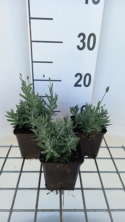 6x Lavandel - Lavandula ang. 'Essence Purple' | 9x9 cm pot