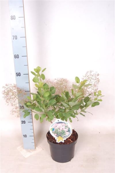 Plants Online - Tuinplanten - Heesters - Set van 1 - Cotinus coggygria 'Young Lady' - 3 liter pot - Plant 30-40 cm