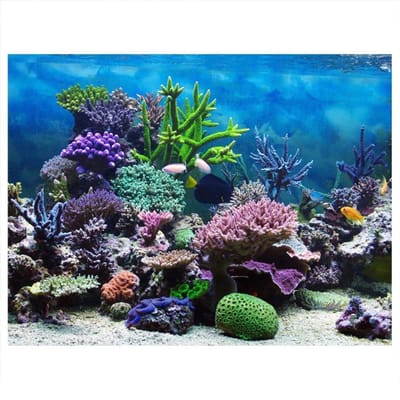 Dailygoods- Aquariumachtergrond Zelfklevend - Landschap Behang - Onderwater Koraal Decor - 61x30 Cm - Kleurrijk - PVC Materiaal - Aquariumdecor