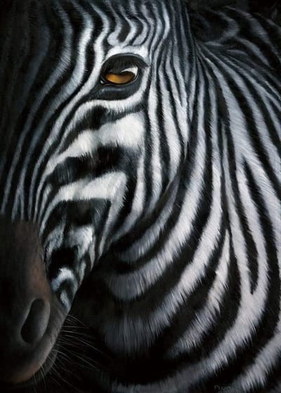 Kunstdruk Jutta Plath - Zebra I 60x80cm
